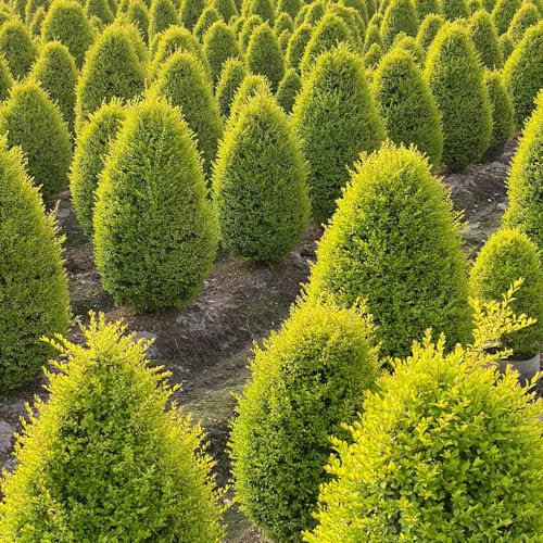 150 pz semi di piante da siepe di ligustro, Semi di piante, piante in vaso estremamente resistenti semi di ligustro - Ligustrum lucidum - regali per gli amanti del giardino, piante