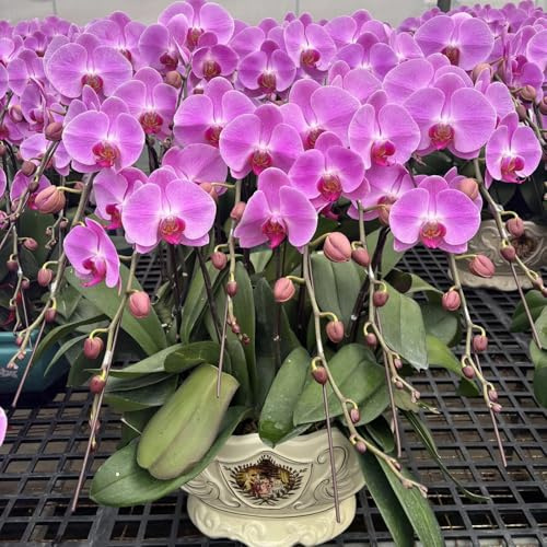 phalaenopsissamen phalaenopsis orchideen balkon, kräuterpflanzen steingartenpflanzen winterhart bodendecker 250pcs