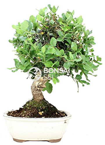Bonsai - Encina, 12 Años (Bonsai Sei - Quercus)