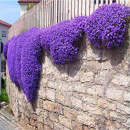 TOYHEART 500 Stück Premium Blumensamen, Kressesamen Kältebeständig Einfach Zu Pflanzen Lila Auffällige Kräutersamen Für Den Garten Lila