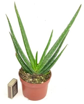 DIXIESTORE Aloe Vera Pflanze - Echte Topfsukkulente - Luftreinigend - Lebende Dekorative Topfpflanze - Leicht zu pflegen - Topfdurchmesser 10cm