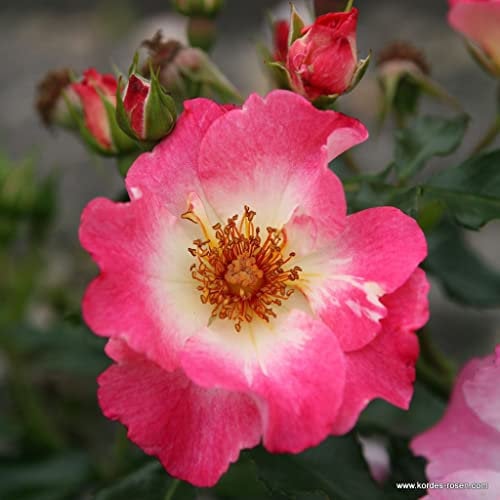 2x Rosier à massif 'Dolomiti' – Kordes Nectarroos – Plant-o-fix-pot | Floraison parfumée, feuillage vert foncé sain