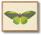 MHARTK66 Vintage Insekten Leinwand Bilder mit Rahmen Holz, 20x25 cm Klein Wandbilder Wohnzimmer Grüner Vogelflügel Bild Aesthetic, Schmetterling Illustration Wanddeko Schlafzimmer Badezimmer Büro