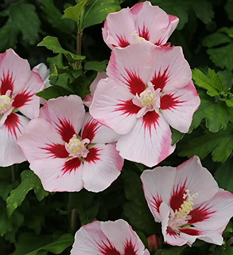 Rosen Eibisch Hamabo 30-40cm - Hibiscus - Gartenpflanze