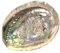Coquille d'ormeau Naturel Grande 12-15 cm. INKANAT