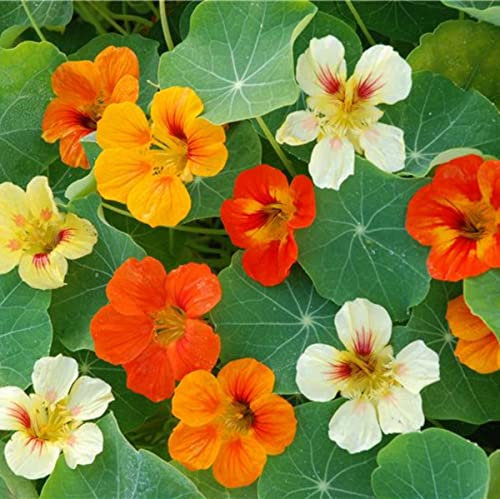 MAELSA® GRAINES EN SACHET POUR POTAGER ET JARDIN - FLEURS - SEMENCES DE FLEURS DIVERS VARIETES AU CHOIX (CAPUCINE NAINE TOM POUcE)