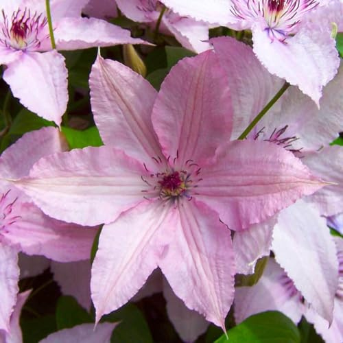 Clematis 'Hagley Hybrid', 2er-Set, rosa, Höhe 60-80 cm, Topf 2 Liter