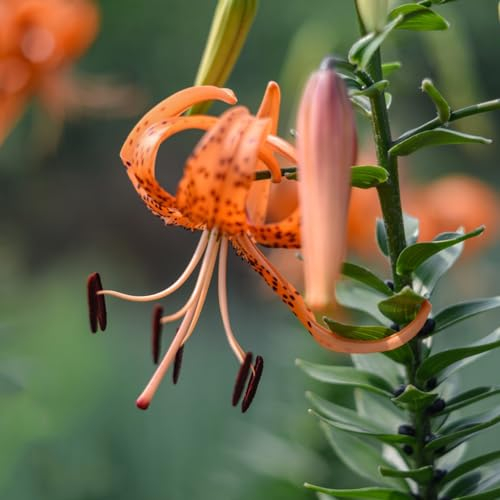 10 pcs lilien zwiebeln kaufen - frühlingsblumen zwiebeln steingartenpflanzen winterhart lilie baumlilien, blumenzwiebeln mehrjährig winterhart zimmerbonsai bonsai hydrokultur pflanzen