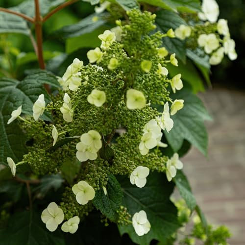 Plant in a Box - Hortensia - Hydrangea paniculata 'Toy Soldier' - Height 25-40cm - ⌀19cm