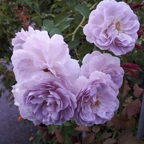 Ponak Neue 100pcs Kletterrose Blumensamen Violett