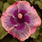 Hibiskuszwiebel, GroßE Und Bunte BlüTen,RiesenblüTen, SchöNe Topfpflanze,Schnittblume,BlüHend, Staudenhibiskus, Winterharte Stauden，Hibiscus-2zwiebeln-A