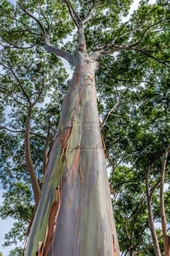Regenbogen Eukalyptus Eucalyptus deglupta 50 Samen unglaubliche Farbenpracht