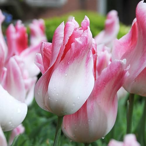 Tulpe Holland Chic | 10 Stück | Blumenzwiebel | Schnittblume | Rosa | Weiß | 100% Blütegarantie | QFB Gardening | Lilienblütig | Tulpenzwiebeln