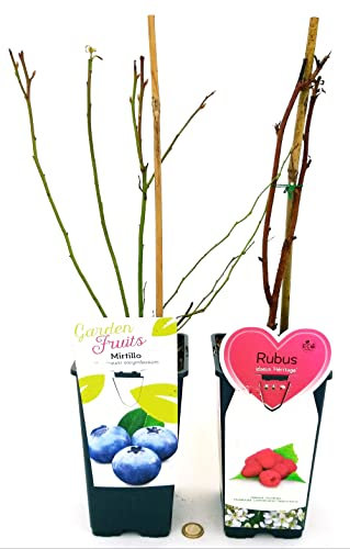 POWERS TO FLOWERS - RUBUS IDAEUS HERITAGE (LAMPONE ROSSO RIFIORENTE) e MIRTILLO GIGANTE AMERICANO, 2 PIANTE, piante vere