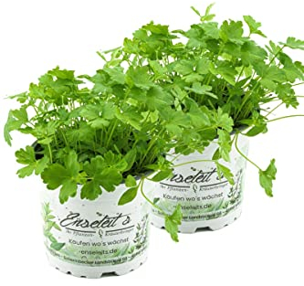2x Glattblättrige Petersilie, Glatte Petersilien Pflanze, Petroselinum crispum im Doppelpack