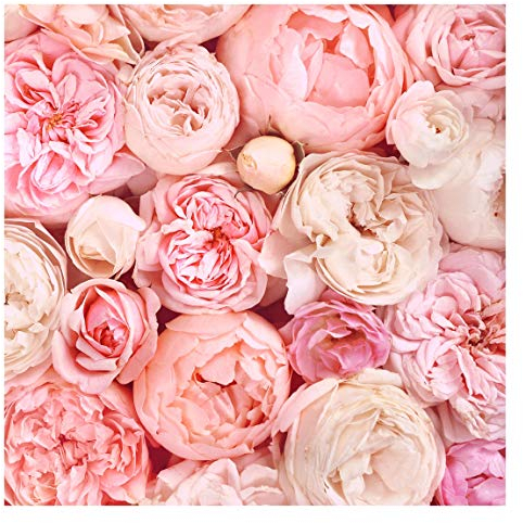 Tapete selbstklebend - Rosen Rosé Koralle Shabby Fototapete, 192cm x 192cm