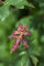 Acer campestre 80-100 cm, Feldahorn, gelbe Herbstfärbung, ideal für Hecken und Windschutz, pflegeleicht, winterhart