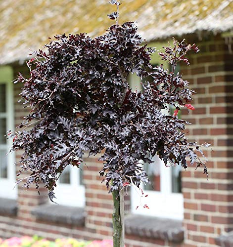 Hochstamm Blutbuche Rohan Weeping 80-100cm - Fagus sylvatica - lebende Gartenpflanze aus den Baumschulen