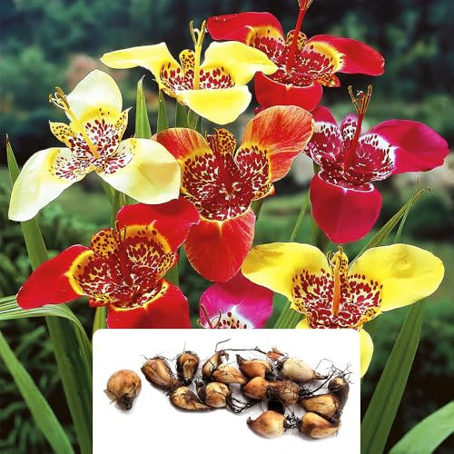 15 Tigridia Mixed Bulbs – Vibrant Peacock Tiger Flowers for Stunning Summer Blooms – Perennial Summer-Flowering Bulbs – Perfect for UK Gardens