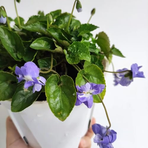 250 Pc Semillas De Violetas Fragantes Resistentes - Semillas De Flores Silvestres, Semillas De Lecho Elevado Semillas De Violetas Fragantes, Semillas De Pradera, Regalo De Jardín,