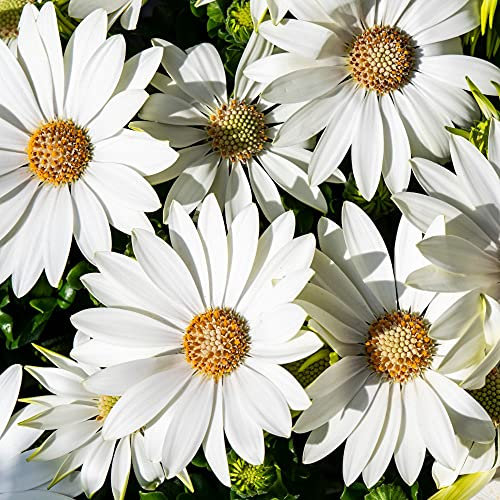 Osteospermum Hardy Garden Plants, Summer Flowering Perennial, Drought Tolerant, Low Maintenance Plants, 3 x Osteospermum Snow Pixie Jumbo Plug Plants by Thompson & Morgan
