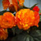 Begonienzwiebeln : Begonia maxima NONSTOP orange - Gefüllte Oange Begonie 1 Blumenzwiebel/Knolle