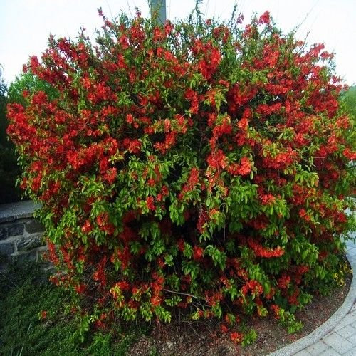 Semi Giapponesi Fioritura Quittenbaum (Chaenomeles Japonica) 15 Semi