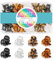 HOYOLS 36 Pcs Mini Hair Claw Clips für Frauen, kleine kleine Kunststoff Hairclips Kiefer Klemmen, starker Griff für Mädchen Kurzes dünnes dickes Haar Styling