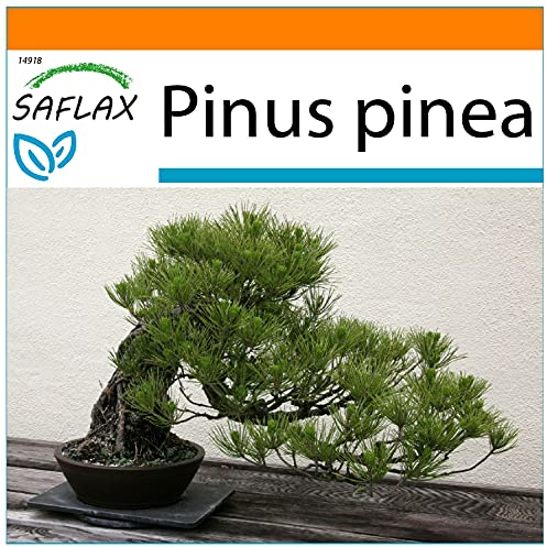 SAFLAX - Garden in the Bag - Bonsai - Mittelmeer-Pinie - 6 Samen - Mit Anzuchtsubstrat im praktischen, selbst aufstellenden Beutel - Pinus pinea