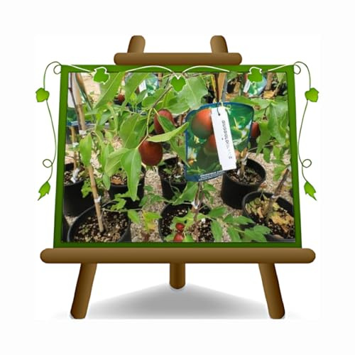 EURO PLANTS VIVAI – Jujubebaum Sorte Mela Li – Alte Obstpflanze im Topf Ø 24 cm – Höhe 130–160 cm – 4 Jahre – Italienische Baumschule