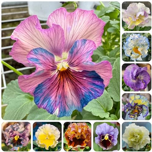 semillas de pensamiento semillas macizos de flores, plantas exóticas resistentes semillas de plantas de pensamiento Semillas de pradera de flores perennes, decoración de otoño, 50pcs