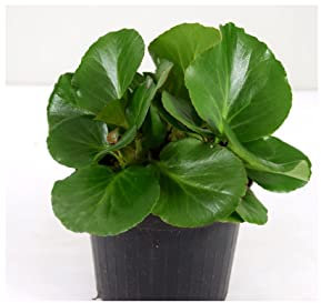 Pianta Bergenia Cordifolia - Dimensione Vaso Vaso 14cm