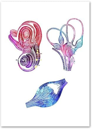 Audiologie-Ohr-Anatomie-Cochlea-Gehörwand-Kunst-Leinwand-Malerei Nordische Poster und Drucke Wandbilder for die medizinische Klinik-Dekoration(D,30X40cm No Framed)