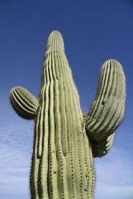 25 semi GIGANTE Cactus Saguaro ~ 38mg Confezione Carnegia gigantea Southwest cactus