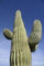 25 semi GIGANTE Cactus Saguaro ~ 38mg Confezione Carnegia gigantea Southwest cactus