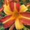 Blumixx Stauden Hemerocallis Hybride 'Frans Hals' – Taglilie im 1,0 Liter Topf gelbbraun blühend