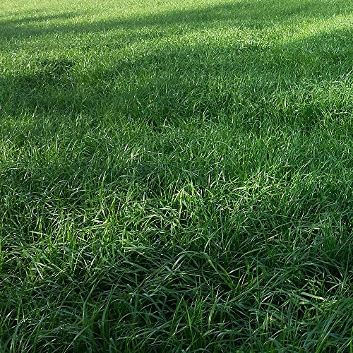 Welsches Weidelgras 25 kg tetraploid Lolium multiflorum Futtergras Heu Silage