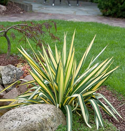 Palmlilie Colour Guard - Yucca filamentosa