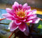 Rarität : Teichpflanzen Seerosen : Nymphaea Seerose Zwergseerose  Angelika Berthold  winterhart Pflanztiefe bis 30 cm