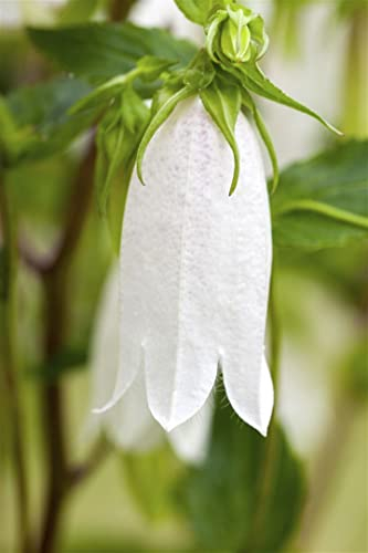Campanula punctata ca. 9x9 cm Topf - Gefleckte Glockenblume, Blütezeit Juni-August, ideal für Steingärten, bienenfreundlich, pflegeleicht