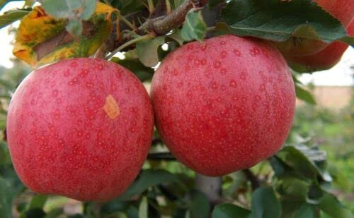 1 x Gala Apple Tree 4-5ft, in a 6L Pot, Self-Fertile, Sweet Flavour, Good for Juice
