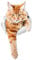 Winston & Bear Climbing Ginger Cat Wall Decals - 2 Pack - Orange Toilet Sticker - 3D Car Window and Bumper Sticker - Retail Packaged Cat Lover Gifts