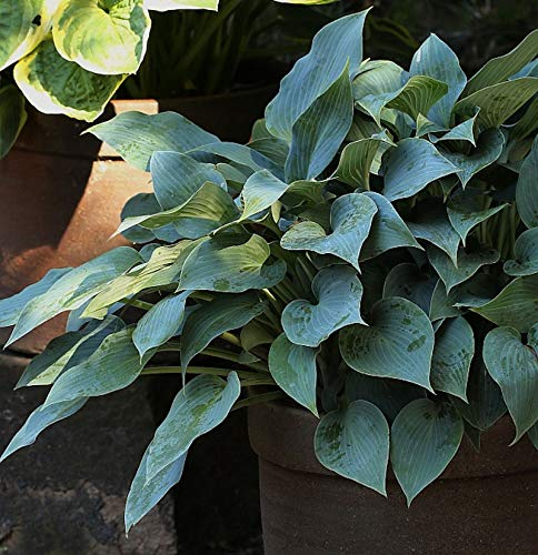 Grünblattfunkie Blue Angel - Hosta sieboldiana - Gartenpflanze