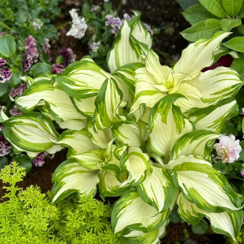 Semillas resistentes de planta Hosta - flores jardín resistente Semillas de hosta - flores de jardín perenne resistente Plantas perennes resistentes semillas de variedades antiguas, 150pcs