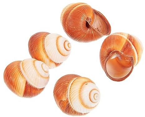 Housoutil 5 Pièces Coquille D'Escargot Français Assiettes De Coquillages De Style Français Coquilles D'Escargot Décoratives Coquilles D'Escargot Vides Bol De Service De Pétoncles Coquille