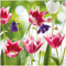 Wallario Memoboard aus Glas mit Motiv, Magnet-Tafel in 50 x 50 cm in Premium Qualität Blühende Blumen im Frühling in pink und weiß