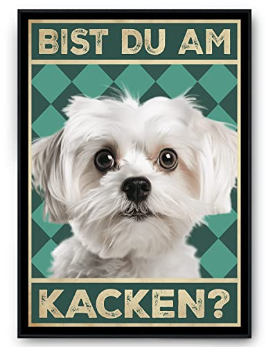 Tigerlino® Bist du am Kacken Hunde Poster Badezimmer Gästebad Wandbild Klo Toilette Dekoration Lustiges Gäste-WC Bild DIN A4 (Malteser)