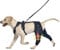 Dog Knee Brace for Torn ACL Hind Leg - Keeps Joints Warm and Stable, Upgraded Adjustable Leg Support (XL (Extended), Classic Knee Brace)
