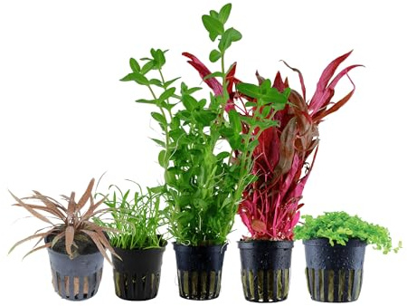 Garnelio Aquarium Pflanzen - 5X Wasserpflanzen - Aquarienpflanzen für Anfänger - Alternanthera Montecarlo Lilaeopsis Cryptocoryne Bacopa - Set mit 5 Aquariumpflanzen