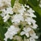 Rispenhortensie Pink Lady weiß-rosa - Hortensie winterhart & mehrjährig - Hydrangea paniculata - 1 Pflanze von Garten Schlüter - Pflanzen in Top Qualität